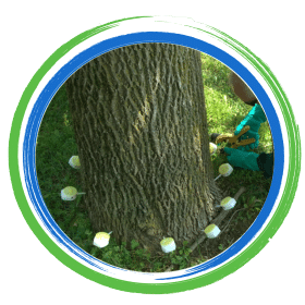 Tree Service Arlington  Tree Injections